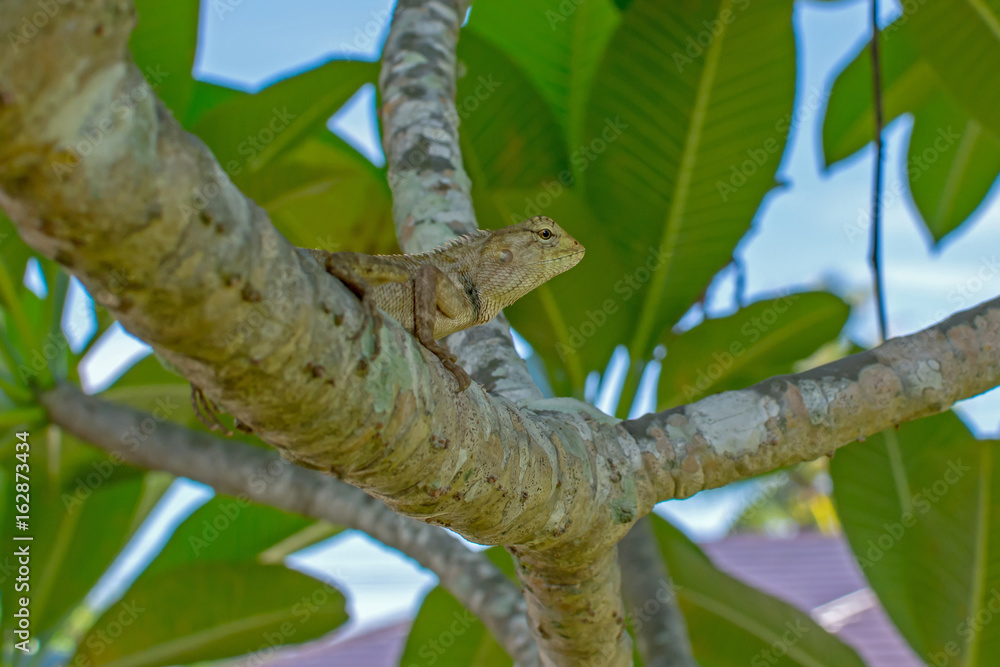 Chameleon on the tree Chameleon on the tree