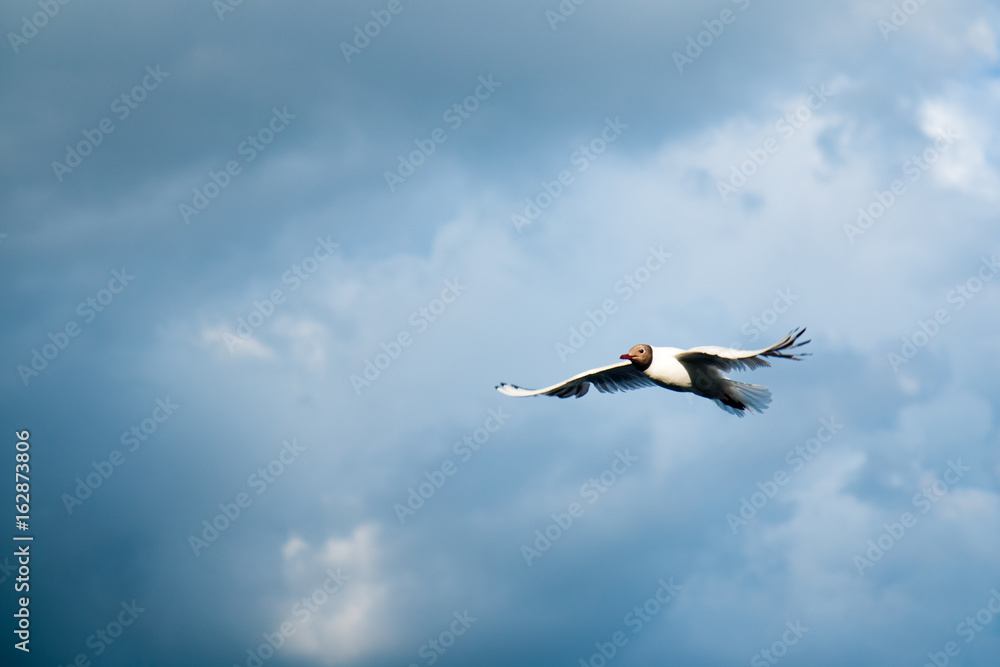 One river gull flies over the lake against a background of thunderclouds in cloudy weather