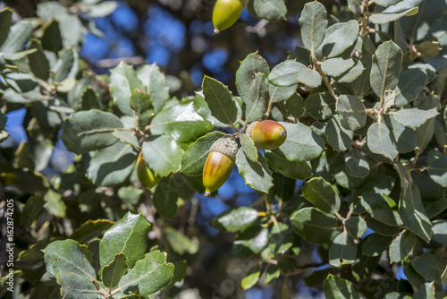 Close up of foliage and acorns of Holm Oak, Quercus ilex subsp. rotundifolia. Photo taken in Hoyo de Manzanares, province of Madrid, Spain photo