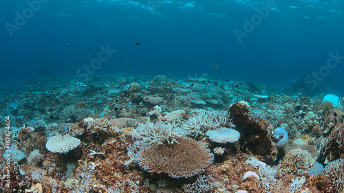 Coral bleaching occurs when sea surface temperatures rise.