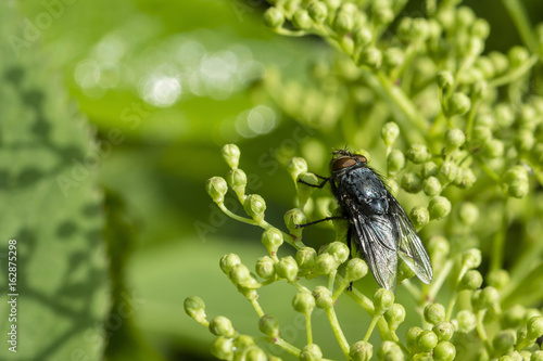 Fly on the flower buds of elderberry.