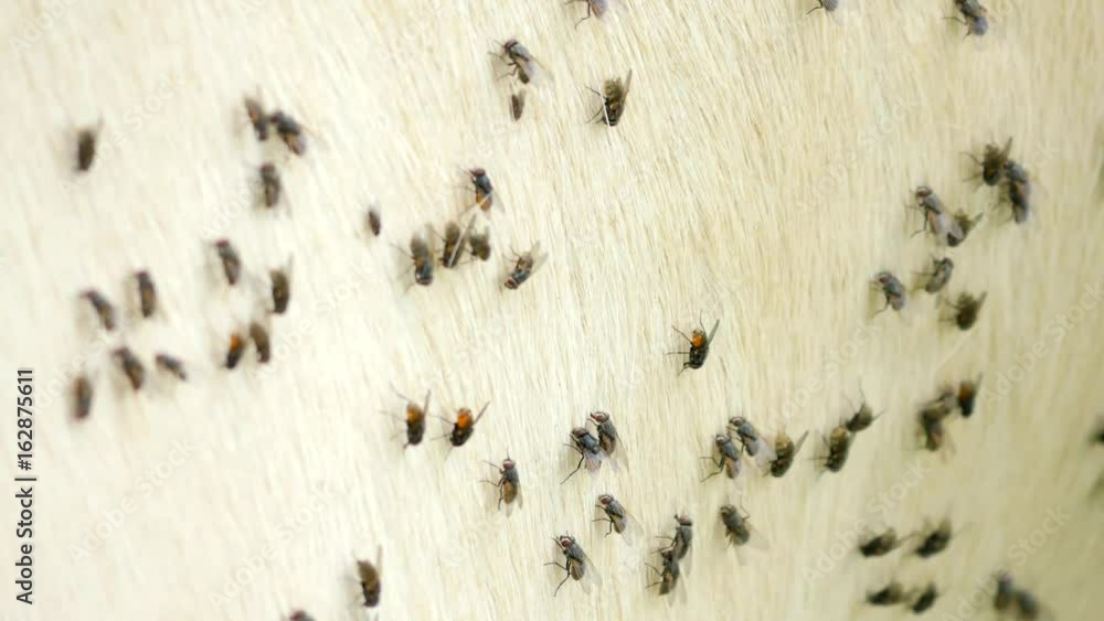 Annoying flies sit or run on the cow skin. White cow grazing in hot sunny day on meadow. Annoying flies sit or run on the cow skin. White cow grazing in hot sunny day on meadow.