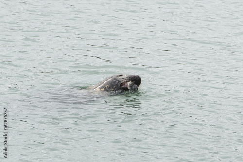 Seal, pinniped in the sea, eating fish
