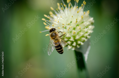 Bee on onion flower