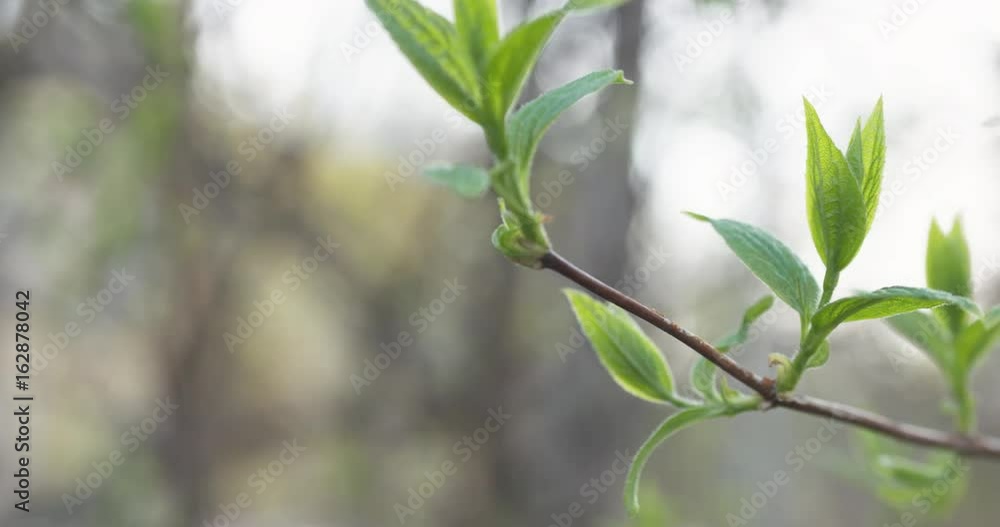pan shot of jasmine leaves in spring pan shot of jasmine leaves in spring