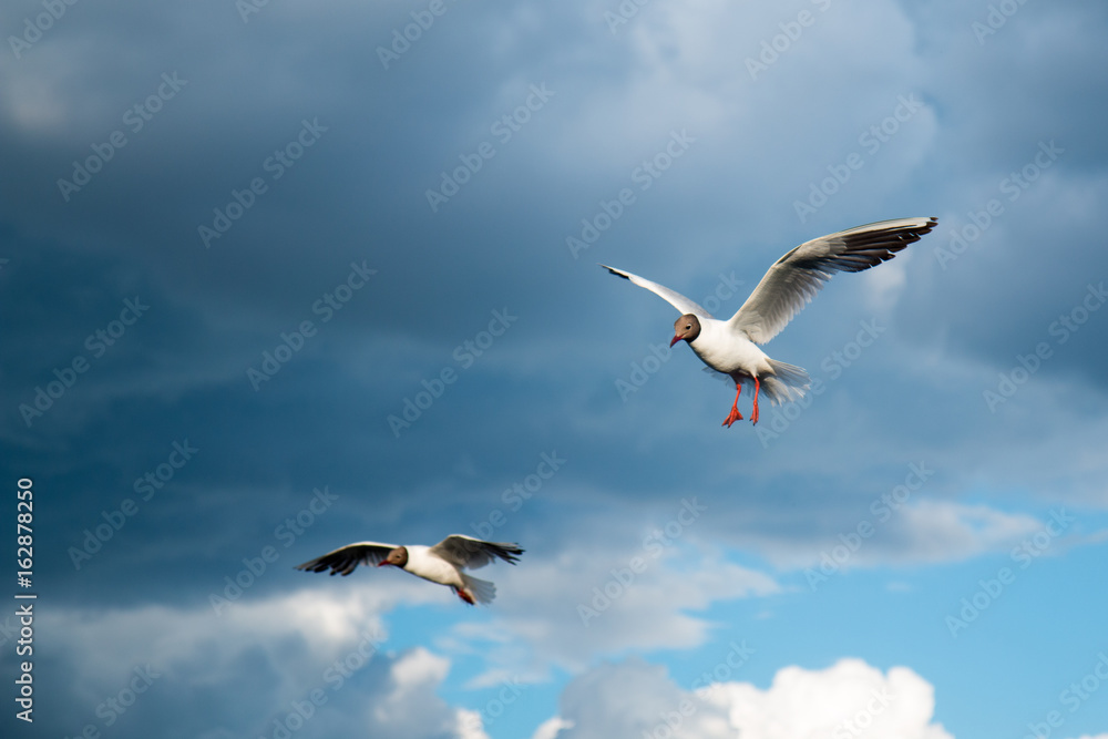 Obraz premium Outdoor landscape with Lake gull in the wedding coloring flying from left to right in the sky above endless sea water surface side view closeup view