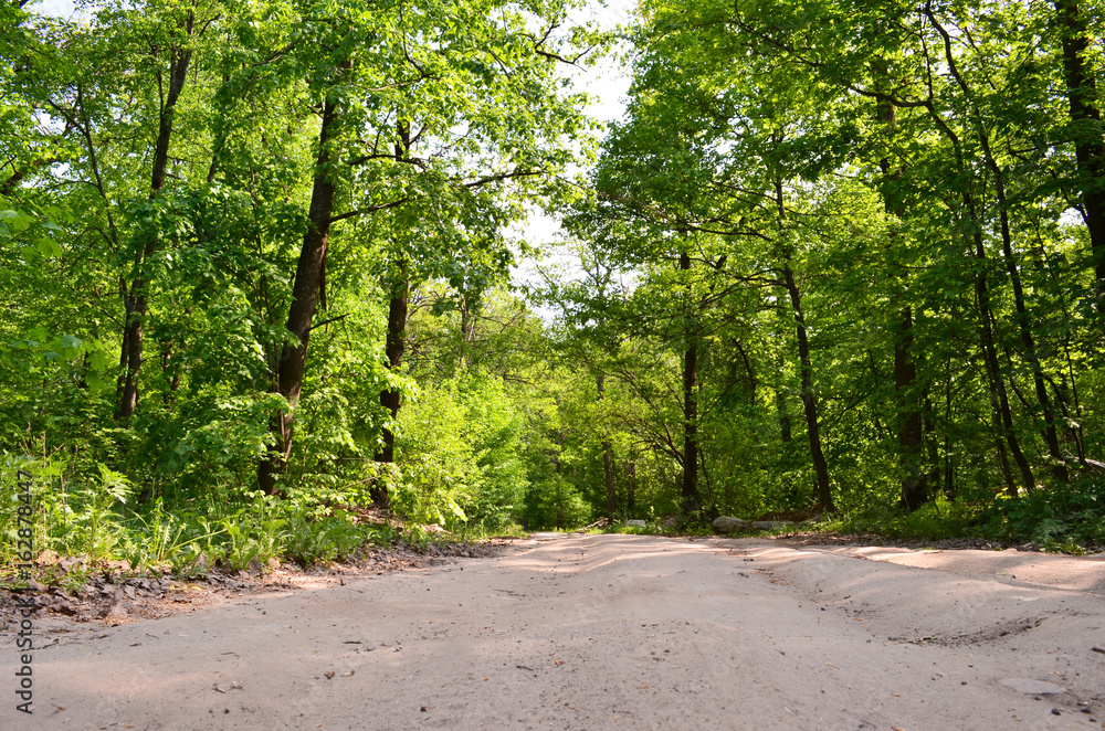 wide road in the forest wide road in the forest