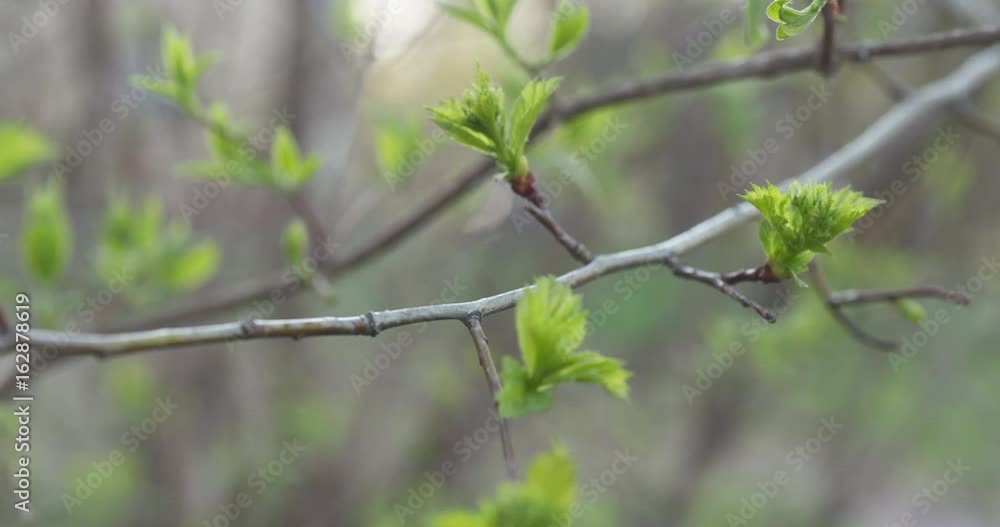 pan shot of young hawthorn leaves in spring pan shot of young hawthorn leaves in spring