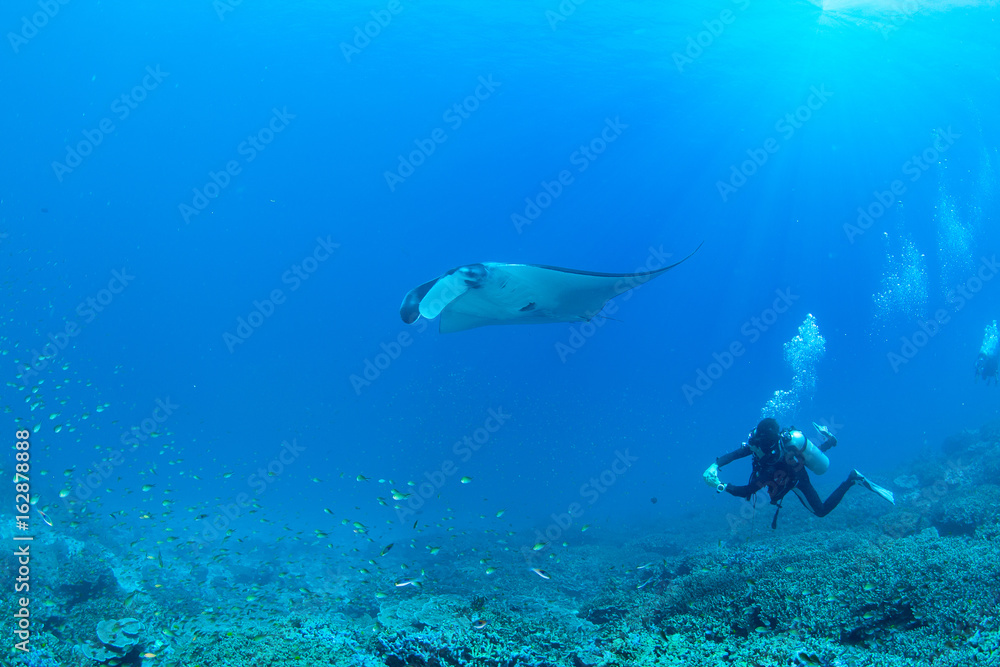 Fototapeta premium Wonderful and beautiful underwater world with SCUBA diver playing with Stingrays
