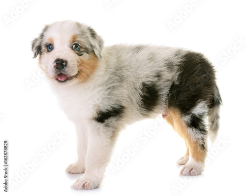 australian shepherd dog