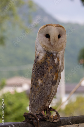 Barn Owl-3