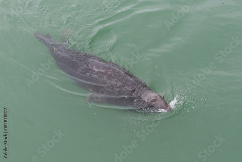 Seal, pinniped in the sea, swimming 