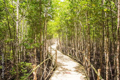 Fototapeta Naklejka Na Ścianę i Meble -  mangrove forest