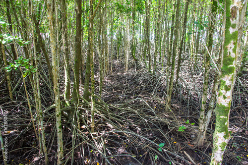 mangrove forest