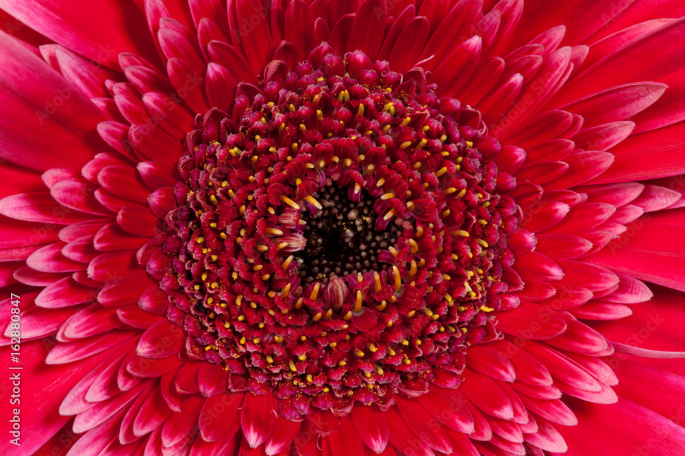 Red with pink gerbera flower, top view Red with pink gerbera flower, top view