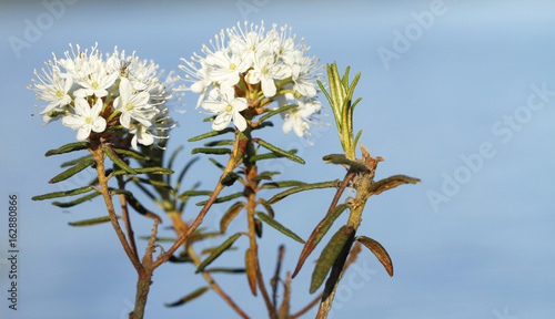 Labrador tea, Rhododendron tomentosum, in Kurjenrahka national park in Finland.