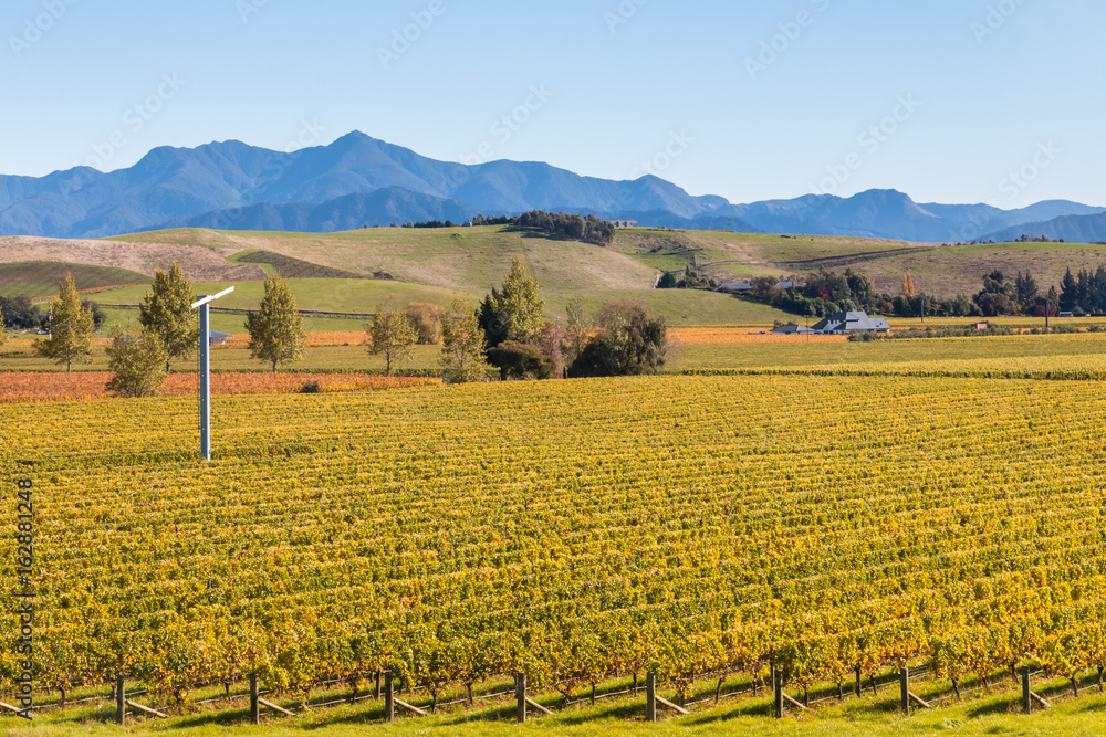 aerial view of autumn vineyards in New Zealand at harvest time