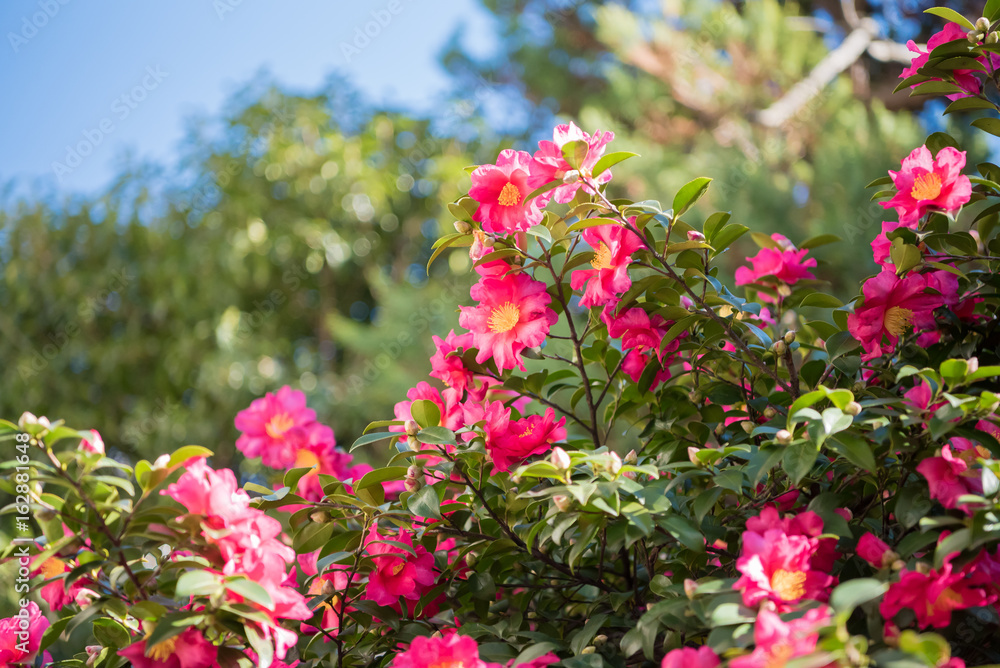 満開の椿の花 満開の椿の花