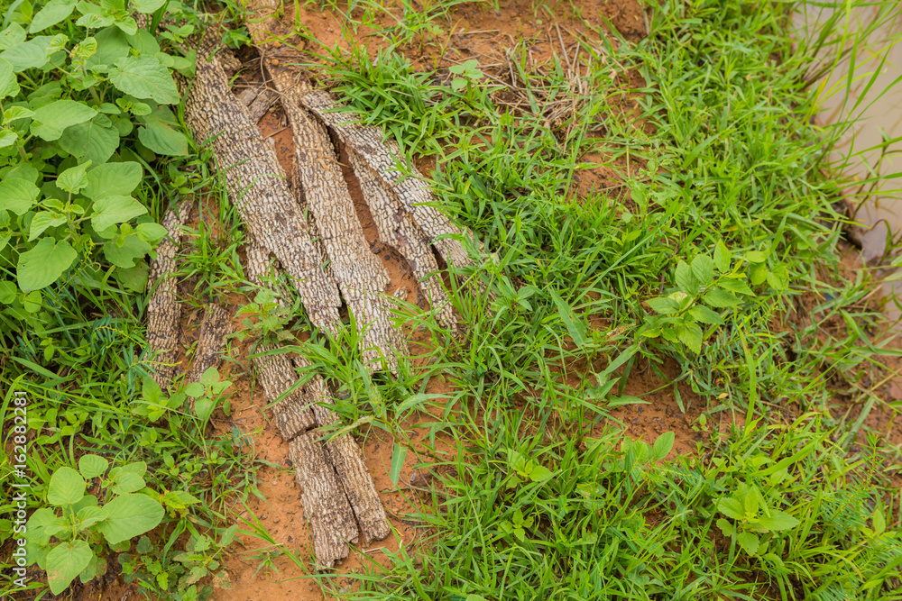 Obraz premium Pile of wood in the garden