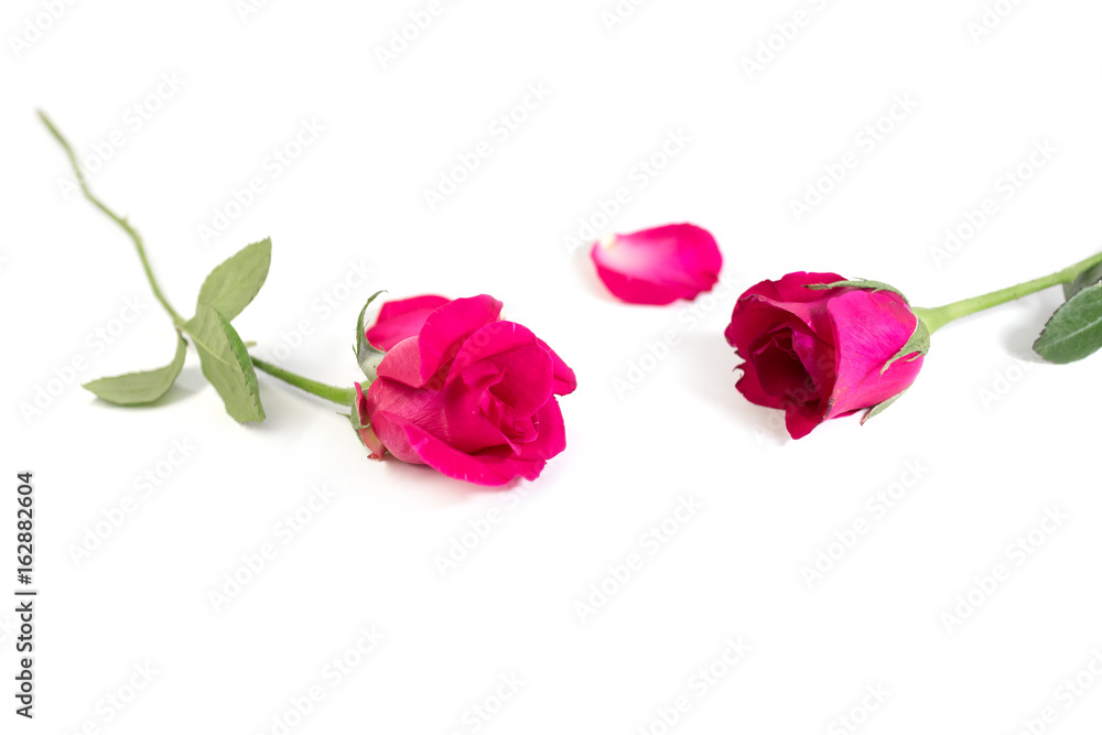 Pink rose with leaves isolated on white background for valentine's day or romantic event.(selective focus) Pink rose with leaves isolated on white background for valentine's day or romantic event.(selective focus)