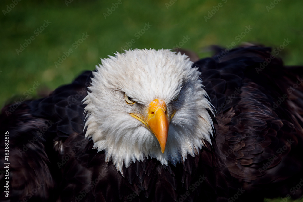 Obraz premium Weißkopfseeadler