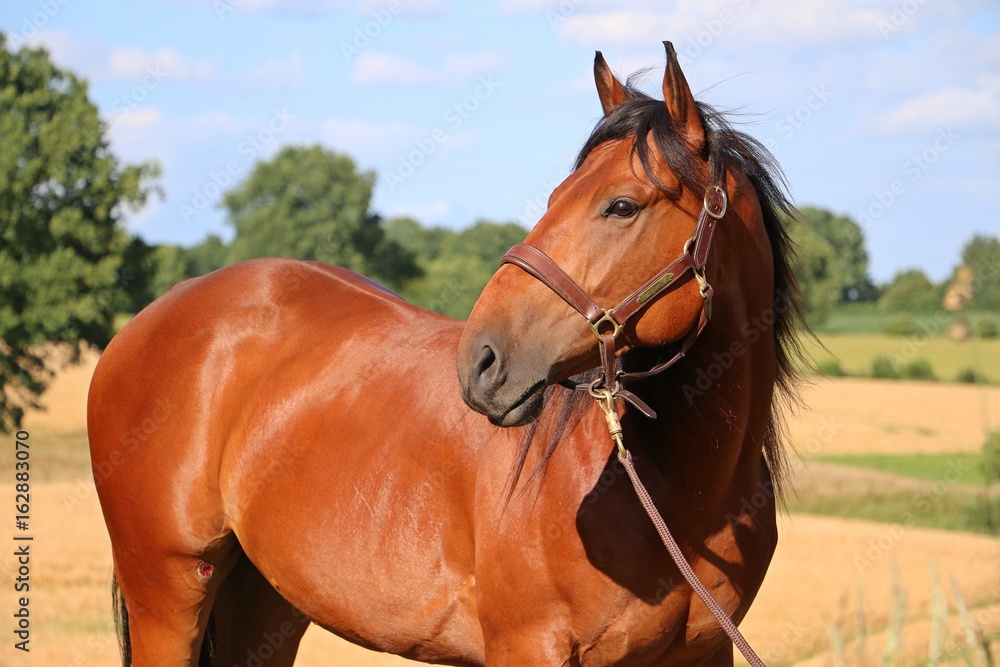 Obraz premium portrait eines Quarterhorses