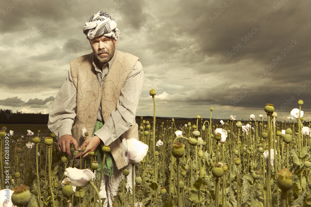 Middle East man harvesting opium on poppy field - obrazy, fototapety, plakaty 