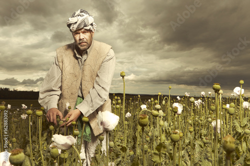 Middle East man harvesting opium on poppy field