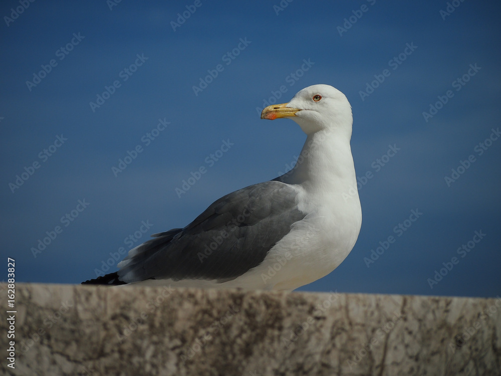 Bird portrait Bird portrait