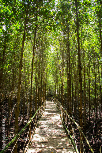 mangrove forest