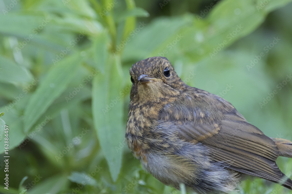 Fototapeta premium Dunnock