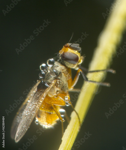 Canvas-taulu Mosca recubierta de rocío