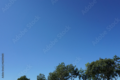 Tree tops in the park with blue sky
