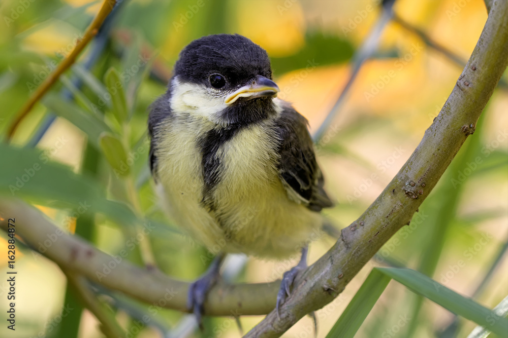 Fototapeta premium Kohlmeise Ästling