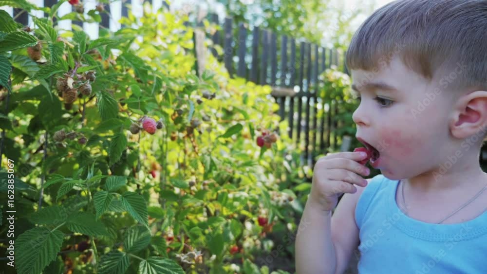 A small boy 2 years old rips and eats raspberries in the garden A small boy 2 years old rips and eats raspberries in the garden