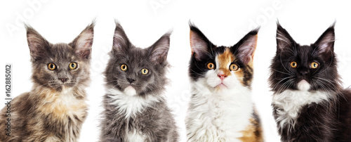 Fototapeta Naklejka Na Ścianę i Meble -  Set of kittens