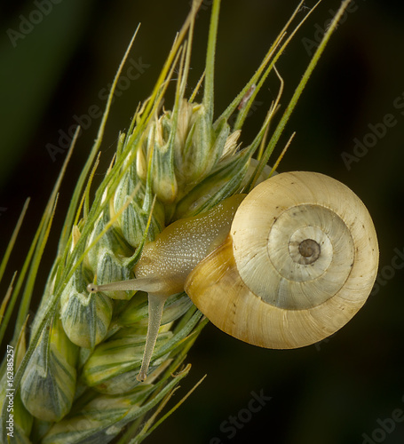 Caracol sonre trigo photo