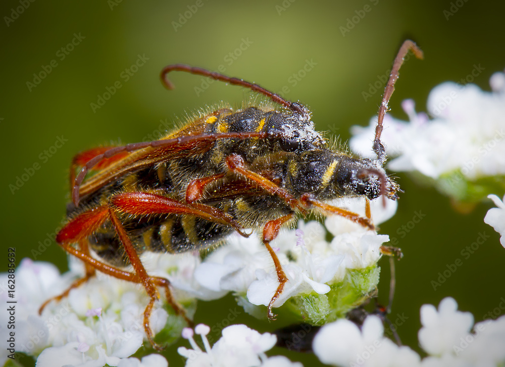 Fototapeta premium Pareja de escarabajos copulando
