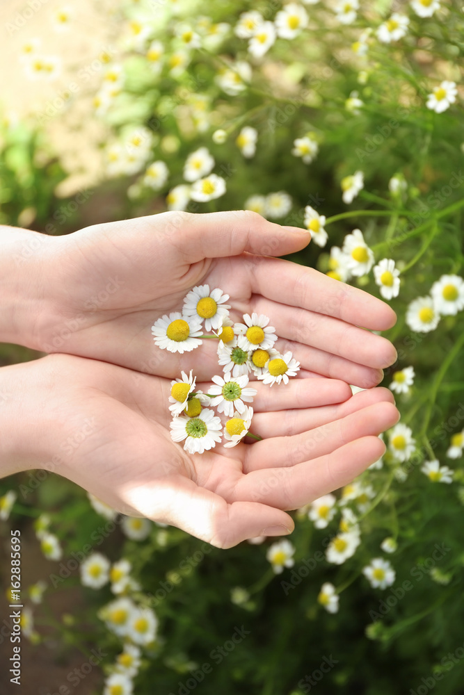 Female hands with beautiful chamomile flowers in spring field, closeup Female hands with beautiful chamomile flowers in spring field, closeup