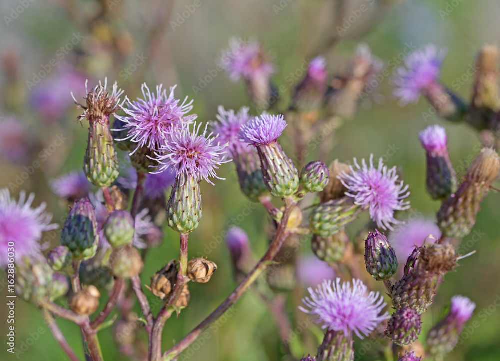 Acker-Kratzdistel, Cirsium arvense Acker-Kratzdistel, Cirsium arvense