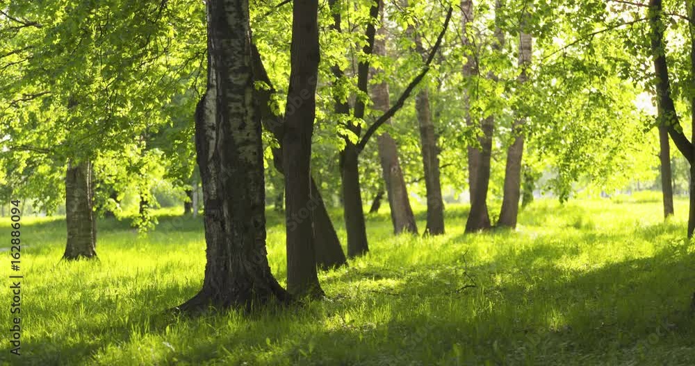 birch in park in summer sunny day birch in park in summer sunny day