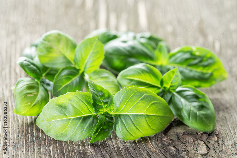 Green basil herbs on the old wooden table. Green basil herbs on the old wooden table.