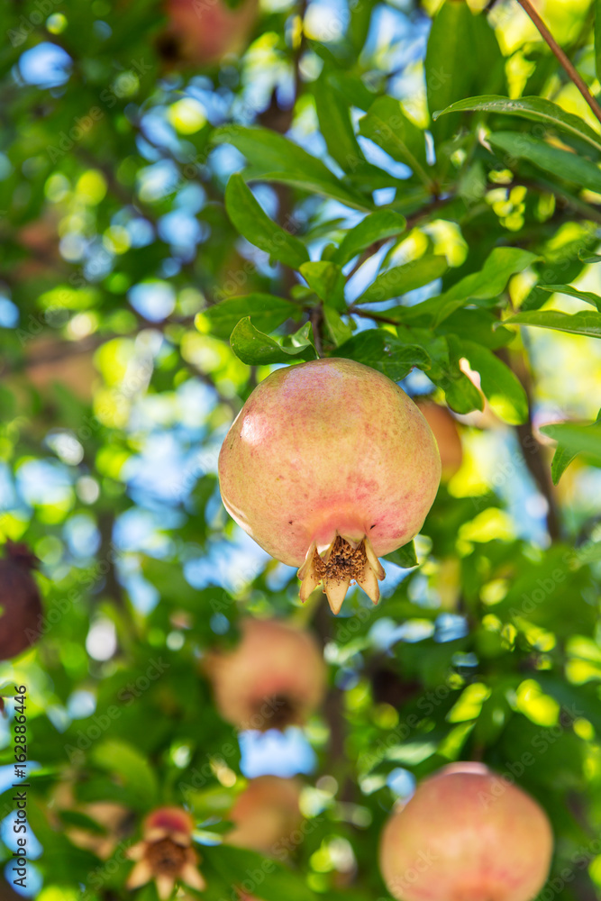 The growing of pomegranate fruits. The growing of pomegranate fruits.