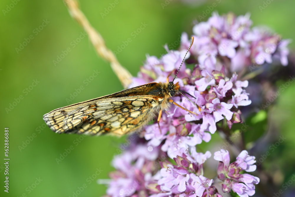 macro detail butterfly on the flower macro detail butterfly on the flower
