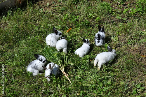 rabbits grazing the grass on the meadow