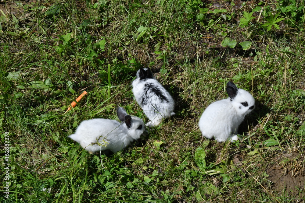 rabbits grazing the grass on the meadow rabbits grazing the grass on the meadow
