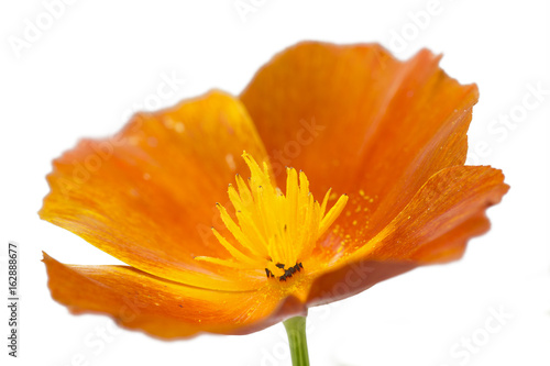 Fototapeta Naklejka Na Ścianę i Meble -  Kalifornischer Mohn (Eschscholzia californica), freigestellt