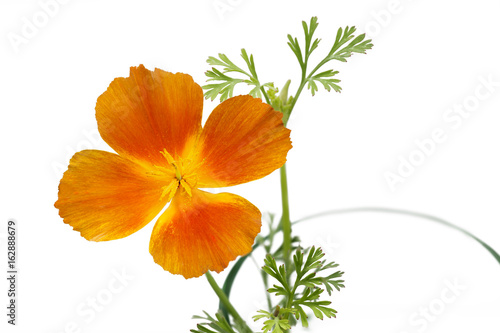 Fototapeta Naklejka Na Ścianę i Meble -  Kalifornischer Mohn (Eschscholzia californica), freigestellt