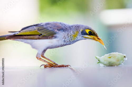 Fotografia Un Oiseau mange une pomme