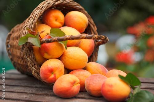 Wicker basket full of fresh, ripe apricots. Organic fruit.
